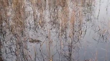 Yüzeye yansıyan berrak sığ su, sualtı bitkileri ve altın sazlıklar ile sakin göl manzarası. Huzurlu doğal doku, sakin bir sulak arazinin sakin atmosferini yakalıyor..