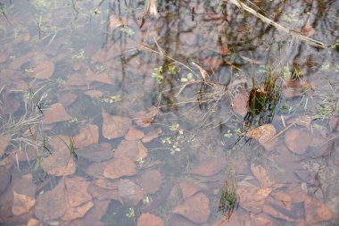 Kahverengi sonbahar yaprakları, çimenler ve küçük bitkilerle kaplı sığ su. Sakin bir su birikintisi veya sulak alanda mevsimsel bozulmaları, yansımaları ve dokuları gösteren doğal bir yakın çekim sahnesi..