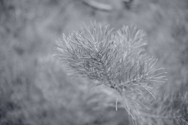 Kurumuş tohum kabukları, solmuş çiçekler, çıplak dallar ve desenli yapraklardan oluşan yakın çekim sonbahar doğa sahneleri koleksiyonu. Yumuşak doğal tonlar ve sığ alan derinliği sakin, kırsal bir mevsim ortamı yaratır..