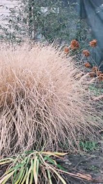 Tuğla duvarın yakınındaki bir bahçede büyüyen büyük kuru çim çalıları. Toprak tonları, solmuş bitkiler ve doğal dokuları ile sonbahar bitkileri kırsal mevsimsel bir açık hava sahnesi oluşturur..