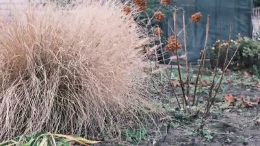 Tuğla duvarın yakınındaki bir bahçede büyüyen büyük kuru çim çalıları. Toprak tonları, solmuş bitkiler ve doğal dokuları ile sonbahar bitkileri kırsal mevsimsel bir açık hava sahnesi oluşturur..