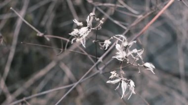 Kurumuş tohum kabukları, solmuş çiçekler, çıplak dallar ve desenli yapraklardan oluşan yakın çekim sonbahar doğa sahneleri koleksiyonu. Yumuşak doğal tonlar ve sığ alan derinliği sakin, kırsal bir mevsim ortamı yaratır..