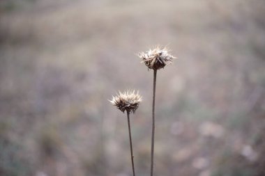 Kurumuş tohum kabukları, solmuş çiçekler, çıplak dallar ve desenli yapraklardan oluşan yakın çekim sonbahar doğa sahneleri koleksiyonu. Yumuşak doğal tonlar ve sığ alan derinliği sakin, kırsal bir mevsim ortamı yaratır..