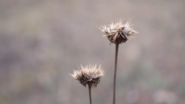 Kurumuş tohum kabukları, solmuş çiçekler, çıplak dallar ve desenli yapraklardan oluşan yakın çekim sonbahar doğa sahneleri koleksiyonu. Yumuşak doğal tonlar ve sığ alan derinliği sakin, kırsal bir mevsim ortamı yaratır..