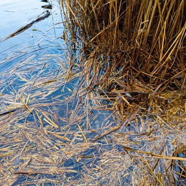 Sığ sulardaki sazlıklar ve bitki kalıntıları, Yansımalı Doğal Sulama Alanı dokusu, Organik Su Arkaplanı