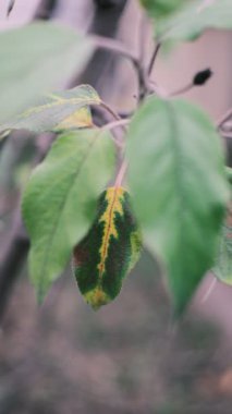 Solan Sonbahar Yaprakları ile Genç Ağaç Dalları, Minimal Doğa Detayları, Yumuşak Odaklı Yeşillik ve Bahçedeki Mevsimsel Geçiş