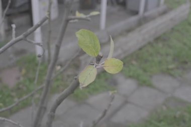 Solan Sonbahar Yaprakları ile Genç Ağaç Dalları, Minimal Doğa Detayları, Yumuşak Odaklı Yeşillik ve Bahçedeki Mevsimsel Geçiş