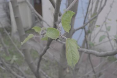 Solan Sonbahar Yaprakları ile Genç Ağaç Dalları, Minimal Doğa Detayları, Yumuşak Odaklı Yeşillik ve Bahçedeki Mevsimsel Geçiş