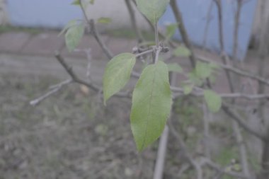 Solan Sonbahar Yaprakları ile Genç Ağaç Dalları, Minimal Doğa Detayları, Yumuşak Odaklı Yeşillik ve Bahçedeki Mevsimsel Geçiş