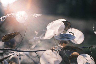 İnce dalların üzerinde yarı saydam kurutulmuş tohumların yakın plan çekimi. Sıcak güneş ışığıyla hafifçe aydınlatılıyor. Minimalist sonbahar doğası. Sığ alan derinliği ve nazik bokeh..