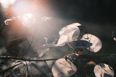 İnce dalların üzerinde yarı saydam kurutulmuş tohumların yakın plan çekimi. Sıcak güneş ışığıyla hafifçe aydınlatılıyor. Minimalist sonbahar doğası. Sığ alan derinliği ve nazik bokeh..