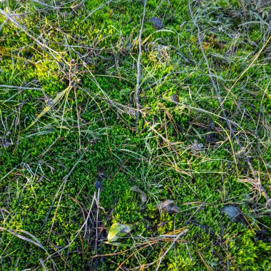 Yeşil yosun ve çim, çam iğneleri ve kuru yapraklarla kaplı orman zemininin en üst manzarası. Güneş ışığındaki doğal orman dokusu, ekoloji, doğa ve sürdürülebilirlik kavramları için organik arka plan.