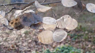 Yeşil yosun ve çim, çam iğneleri ve kuru yapraklarla kaplı orman zemininin en üst manzarası. Güneş ışığındaki doğal orman dokusu, ekoloji, doğa ve sürdürülebilirlik kavramları için organik arka plan.
