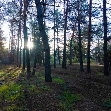 çam ormanı, orman, ağaçlar, güneş ışığı, orman ışığı, doğa, manzara, sabah ışığı, akşam ışığı, gün doğumu, gün batımı, gölgeler, yeşil yosun, çimen, orman zemini, huzur, huzur, huzur, huzur, yaban hayat, açık hava, doğal ışık, çam ağaçları, c