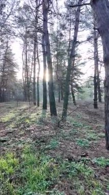 Sessiz bir ormandaki uzun çam ağaçlarının arasından süzülen güneş ışığı yosunlu zemin ve çimenlerin üzerine uzun gölgeler düşürüyor. Güneşin doğuşunda ya da batışında huzurlu orman manzarası, doğal ışık ve sakin ruh hali.