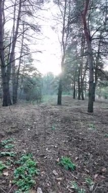 Sessiz bir ormandaki uzun çam ağaçlarının arasından süzülen güneş ışığı yosunlu zemin ve çimenlerin üzerine uzun gölgeler düşürüyor. Güneşin doğuşunda ya da batışında huzurlu orman manzarası, doğal ışık ve sakin ruh hali.