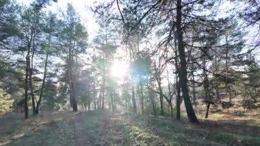 Sessiz bir ormandaki uzun çam ağaçlarının arasından süzülen güneş ışığı yosunlu zemin ve çimenlerin üzerine uzun gölgeler düşürüyor. Güneşin doğuşunda ya da batışında huzurlu orman manzarası, doğal ışık ve sakin ruh hali.