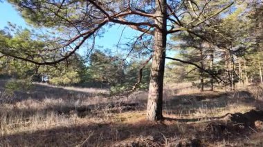 Sessiz bir ormandaki uzun çam ağaçlarının arasından süzülen güneş ışığı yosunlu zemin ve çimenlerin üzerine uzun gölgeler düşürüyor. Güneşin doğuşunda ya da batışında huzurlu orman manzarası, doğal ışık ve sakin ruh hali.