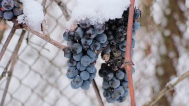 Taze karla kaplı üzüm bağlarında asılı duran donmuş üzüm kümeleri, doğanın esnekliğini gösteren kış tarım sahnesi, soğuk mevsim hasat havası, kırsal arka plan.