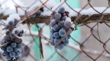 Taze karla kaplı üzüm bağlarında asılı duran donmuş üzüm kümeleri, doğanın esnekliğini gösteren kış tarım sahnesi, soğuk mevsim hasat havası, kırsal arka plan.