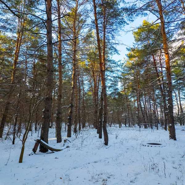 Güneşli kış çam ormanı, karla kaplı zemin ve açık mavi gökyüzünün altındaki ağaçlar, sıcak güneş ışığı ve soğuk mevsim doğasının zıtlığını gösteren huzurlu ormanlık alan manzarası..