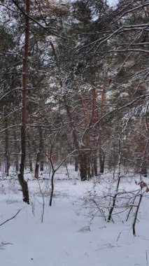 Güneşli kış çam ormanı, karla kaplı zemin ve açık mavi gökyüzünün altındaki ağaçlar, sıcak güneş ışığı ve soğuk mevsim doğasının zıtlığını gösteren huzurlu ormanlık alan manzarası..
