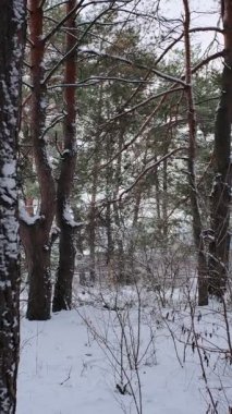 Güneşli kış çam ormanı, karla kaplı zemin ve açık mavi gökyüzünün altındaki ağaçlar, sıcak güneş ışığı ve soğuk mevsim doğasının zıtlığını gösteren huzurlu ormanlık alan manzarası..
