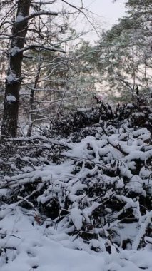 Güneşli kış çam ormanı, karla kaplı zemin ve açık mavi gökyüzünün altındaki ağaçlar, sıcak güneş ışığı ve soğuk mevsim doğasının zıtlığını gösteren huzurlu ormanlık alan manzarası..