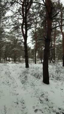 Güneşli kış çam ormanı, karla kaplı zemin ve açık mavi gökyüzünün altındaki ağaçlar, sıcak güneş ışığı ve soğuk mevsim doğasının zıtlığını gösteren huzurlu ormanlık alan manzarası..