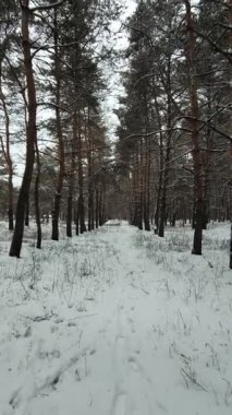 Güneşli kış çam ormanı, karla kaplı zemin ve açık mavi gökyüzünün altındaki ağaçlar, sıcak güneş ışığı ve soğuk mevsim doğasının zıtlığını gösteren huzurlu ormanlık alan manzarası..