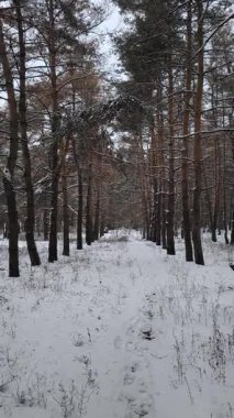 Güneşli kış çam ormanı, karla kaplı zemin ve açık mavi gökyüzünün altındaki ağaçlar, sıcak güneş ışığı ve soğuk mevsim doğasının zıtlığını gösteren huzurlu ormanlık alan manzarası..