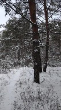 Güneşli kış çam ormanı, karla kaplı zemin ve açık mavi gökyüzünün altındaki ağaçlar, sıcak güneş ışığı ve soğuk mevsim doğasının zıtlığını gösteren huzurlu ormanlık alan manzarası..