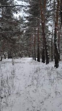 Güneşli kış çam ormanı, karla kaplı zemin ve açık mavi gökyüzünün altındaki ağaçlar, sıcak güneş ışığı ve soğuk mevsim doğasının zıtlığını gösteren huzurlu ormanlık alan manzarası..