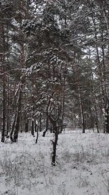 Güneşli kış çam ormanı, karla kaplı zemin ve açık mavi gökyüzünün altındaki ağaçlar, sıcak güneş ışığı ve soğuk mevsim doğasının zıtlığını gösteren huzurlu ormanlık alan manzarası..