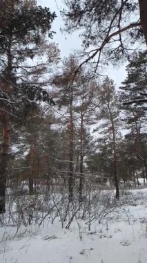 Güneşli kış çam ormanı, karla kaplı zemin ve açık mavi gökyüzünün altındaki ağaçlar, sıcak güneş ışığı ve soğuk mevsim doğasının zıtlığını gösteren huzurlu ormanlık alan manzarası..