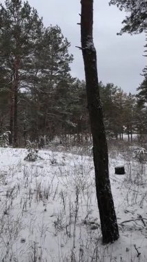 Güneşli kış çam ormanı, karla kaplı zemin ve açık mavi gökyüzünün altındaki ağaçlar, sıcak güneş ışığı ve soğuk mevsim doğasının zıtlığını gösteren huzurlu ormanlık alan manzarası..