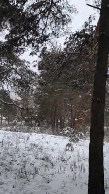 Güneşli kış çam ormanı, karla kaplı zemin ve açık mavi gökyüzünün altındaki ağaçlar, sıcak güneş ışığı ve soğuk mevsim doğasının zıtlığını gösteren huzurlu ormanlık alan manzarası..