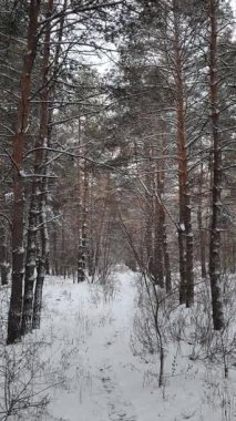 Güneşli kış çam ormanı, karla kaplı zemin ve açık mavi gökyüzünün altındaki ağaçlar, sıcak güneş ışığı ve soğuk mevsim doğasının zıtlığını gösteren huzurlu ormanlık alan manzarası..