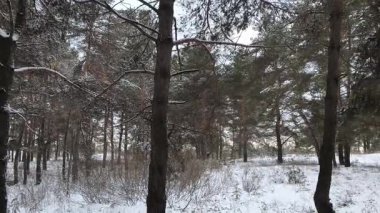 Güneşli kış çam ormanı, karla kaplı zemin ve açık mavi gökyüzünün altındaki ağaçlar, sıcak güneş ışığı ve soğuk mevsim doğasının zıtlığını gösteren huzurlu ormanlık alan manzarası..