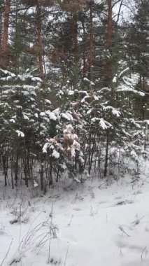 Güneşli kış çam ormanı, karla kaplı zemin ve açık mavi gökyüzünün altındaki ağaçlar, sıcak güneş ışığı ve soğuk mevsim doğasının zıtlığını gösteren huzurlu ormanlık alan manzarası..