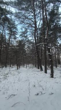 Güneşli kış çam ormanı, karla kaplı zemin ve açık mavi gökyüzünün altındaki ağaçlar, sıcak güneş ışığı ve soğuk mevsim doğasının zıtlığını gösteren huzurlu ormanlık alan manzarası..