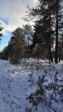 Güneşli kış çam ormanı, karla kaplı zemin ve açık mavi gökyüzünün altındaki ağaçlar, sıcak güneş ışığı ve soğuk mevsim doğasının zıtlığını gösteren huzurlu ormanlık alan manzarası..