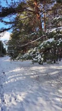 Güneşli kış çam ormanı, karla kaplı zemin ve açık mavi gökyüzünün altındaki ağaçlar, sıcak güneş ışığı ve soğuk mevsim doğasının zıtlığını gösteren huzurlu ormanlık alan manzarası..