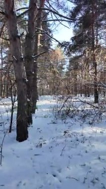 Güneşli kış çam ormanı, karla kaplı zemin ve açık mavi gökyüzünün altındaki ağaçlar, sıcak güneş ışığı ve soğuk mevsim doğasının zıtlığını gösteren huzurlu ormanlık alan manzarası..