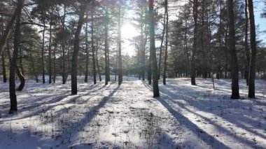 Güneşli kış çam ormanı, karla kaplı zemin ve açık mavi gökyüzünün altındaki ağaçlar, sıcak güneş ışığı ve soğuk mevsim doğasının zıtlığını gösteren huzurlu ormanlık alan manzarası..