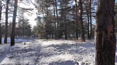 Güneşli kış çam ormanı, karla kaplı zemin ve açık mavi gökyüzünün altındaki ağaçlar, sıcak güneş ışığı ve soğuk mevsim doğasının zıtlığını gösteren huzurlu ormanlık alan manzarası..