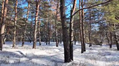 Güneşli kış çam ormanı, karla kaplı zemin ve açık mavi gökyüzünün altındaki ağaçlar, sıcak güneş ışığı ve soğuk mevsim doğasının zıtlığını gösteren huzurlu ormanlık alan manzarası..