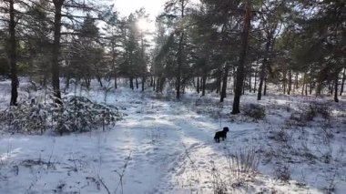 Güneşli kış çam ormanı, karla kaplı zemin ve açık mavi gökyüzünün altındaki ağaçlar, sıcak güneş ışığı ve soğuk mevsim doğasının zıtlığını gösteren huzurlu ormanlık alan manzarası..