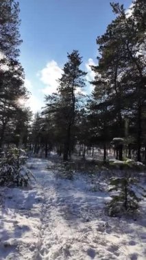 Güneşli kış çam ormanı, karla kaplı zemin ve açık mavi gökyüzünün altındaki ağaçlar, sıcak güneş ışığı ve soğuk mevsim doğasının zıtlığını gösteren huzurlu ormanlık alan manzarası..