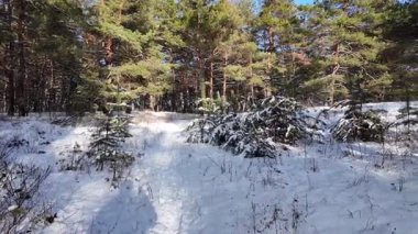 Güneşli kış çam ormanı, karla kaplı zemin ve açık mavi gökyüzünün altındaki ağaçlar, sıcak güneş ışığı ve soğuk mevsim doğasının zıtlığını gösteren huzurlu ormanlık alan manzarası..